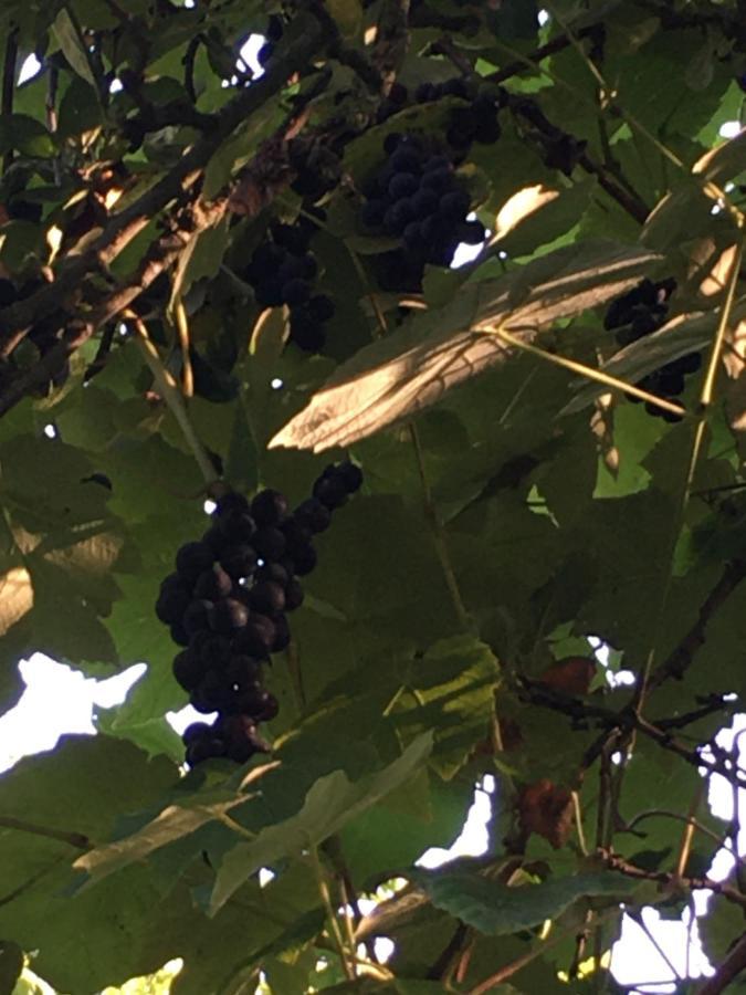 مبيت وإفطار Hotot-en-Auge La Ferme Des Vignes المظهر الخارجي الصورة